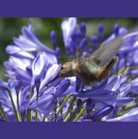 Hummingbirds – Varmints – 88