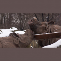 Rhinos – Varmints! – 68