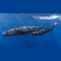 Sperm Whales and Giant Squid