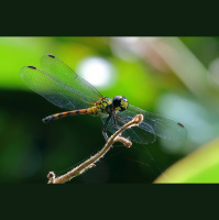 Dragonflies – Varmints – 92