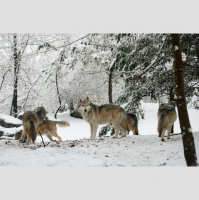 Wolves – Varmints! – 59