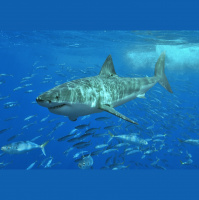 Great White Sharks