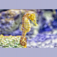 Seahorses – Varmints – 82