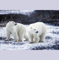 Polar Bears – Varmints! – 53
