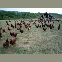 Chickens II: The Chickening – Varmints – 81