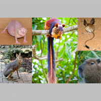 Weird Rodents – Varmints! – 43