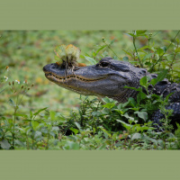 Alligators – Varmints – 70