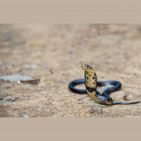 Cobras – Varmints! – 114