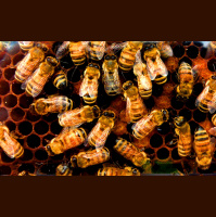 Honeybees – Varmints! – 120