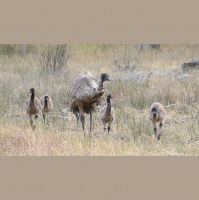 Emus – Varmints! – 100
