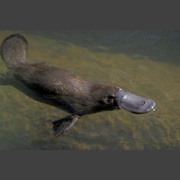 Platypus