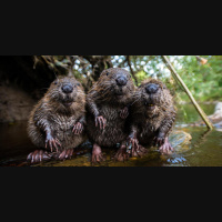 Beavers