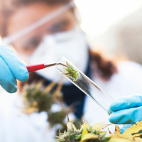 Is there anything wrong with medicinal cannabis?