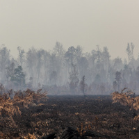 Saving Indonesia’s Rainforests: using maps, brands and politics to end deforestation