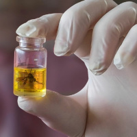 Zika Virus and other Infectious Outbreaks: is Australia prepared?