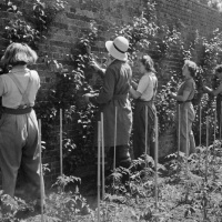 Food@Sydney. Agricultural land grabs: what are their impacts in Australia and globally?