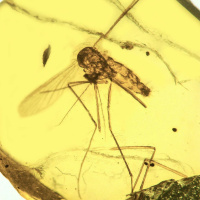 Defending the Aussie Mozzie: health, ecology and emerging disease threats