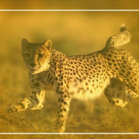 Você decide: borboleta ou guepardo