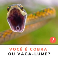 A cobra, o vaga-lume e o ninho de intrigas dentro de uma empresa.