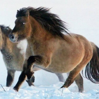 Grastoro khaj soha nas kindo