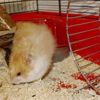 Tarina: Tipsu-hamsterin seikkailu