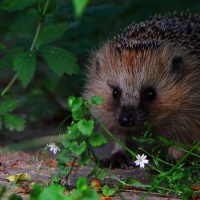 Iltasatu: Siili joka ei saanut unta