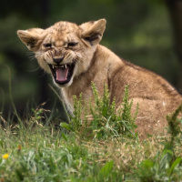 Tarina: Leijonanpentu