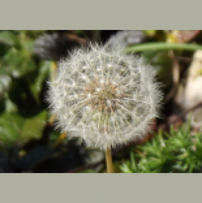 Poetry By Ann Perrin - Poems Read By The Author.