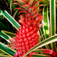 9000 Capítulo 12: Mezcladito de piña con Renta, Roaming y RED iPhone