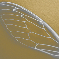 Music By Mr Smith - A Colourful Conundrum