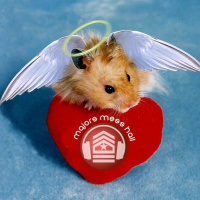 Majors Mess Hall - Episode 137 - Love, Loss And The Holiday Shits