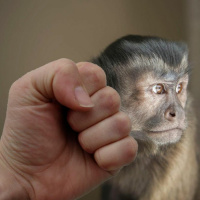 Majors Mess Hall - Episode 166 - Id Love To Punch A Monkey