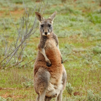 Episode 3: Kangaroos