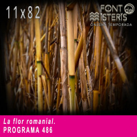 FONT DE MISTERIS-T11P82- La flor romanial- Programa 486| IB3 Ràdio