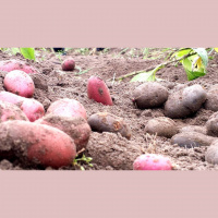 Greencast #169: Speisegut