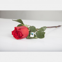 Greencast #192: Valentinstag