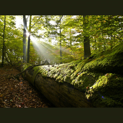 Greenpeace Greencast