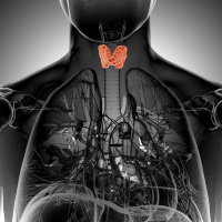 Your Thyroid Gland: 4 Things You Need to Know