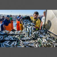 CSIC: El 60% de las sardinas y anchoas del Mediterráneo tienen microplásticos