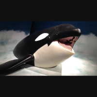 Giganten im Ozean: Das Leben der Wale