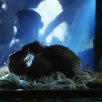 CSLM 514 - Dossier Michael Bay (V): Dos policías rebeldes II (2003)