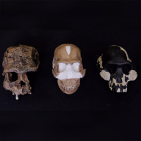 Know Your Neanderthals, with Natalia Reagan