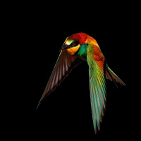 Futureproof Extra: The Secret Perfume of Birds