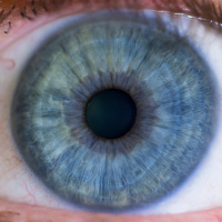 How does the human eye see so many colours?