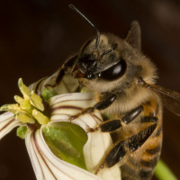 Origins of the Africanized Honey Bee