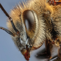 Inside The Mind of a Bee