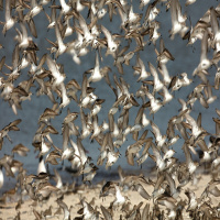 Futureproof Extra: The Trouble with Cloning Birds