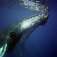 Can Humpback whales be altruistic?