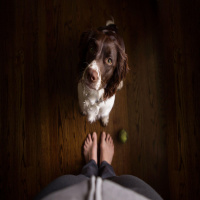 Is Animal Translation Possible?