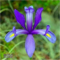 TLL 2x36 La flor del lilolà